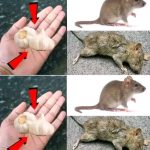 22 Cleaning tips and tricks that Mr. Clean himself would approve of if he could