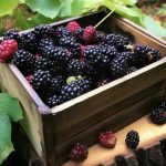 Reasons Why You Should Drink Beetroot Juice