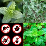 Only Banana and Flour! No Egg, No Milk, No Sugar, No Butter, No Knead – Easy Recipe for Vegans