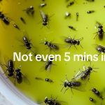 There’s One Job You MUST NOT Do to Your Hydrangeas in Fall (And Four Things You Really Should)