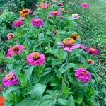 7 Herbs That Can Grow in Water: Perfect for Indoor or Small-Space Gardening