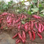 There’s One Job You MUST NOT Do to Your Hydrangeas in Fall (And Four Things You Really Should)