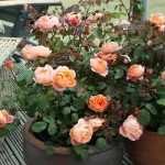 Home Gardeners’ Guide to Successfully Growing Sweet Potatoes in Containers