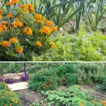 The Beautiful Danger in Our Gardens: The Poisonous Datura Stramonium