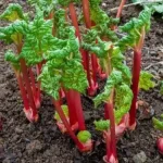 7 Herbs That Can Grow in Water: Perfect for Indoor or Small-Space Gardening