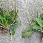 Got a Snake Plant? Here Are 10 Things You Need to Know to Help It Thrive