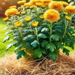 Apple Pecan Cake with Caramel Glaze: A Delightful Dessert to Savor