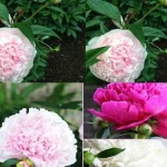 40 Plants You Can Easily Propagate from Hardwood Cuttings in Fall or Winter