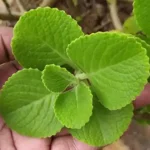 Baked Spinach Mushroom Quesadillas