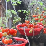 Enrich Your Garden Naturally: The Power of Trench Composting