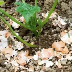 Maximize Your Harvest: Grow Strawberries and Asparagus Together