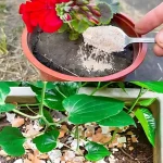 Growing Cherry Tomatoes on Your Balcony – A Step-by-Step Guide