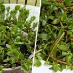 The Four Powerful Leaves That Fight Diabetes, Cancer, Fatty Liver, Poor Circulation, and High Blood Pressure—Naturally!