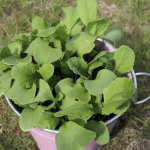 Soft Homemade Bread Dough Simple recipe, with a little secret that makes it as fluffy as a cloud