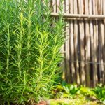 5 clever reasons to use baby powder in your garden