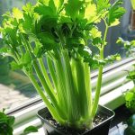 Wish I saw this sooner! Great tips!