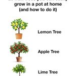 Discover Top Tips to Grow Red Potatoes Like a Pro