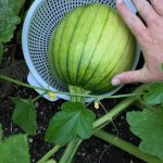 🌿 Regrow Fruits & Vegetables from Kitchen Scraps: A Fun & Sustainable Guide! 🌟