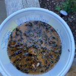 9 Simple Herbs You Can Grow In Containers Anywhere