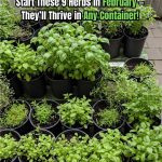 How to Grow Tomatoes Fast and Achieve Big Harvests at Home