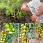 9 Simple Herbs You Can Grow In Containers Anywhere