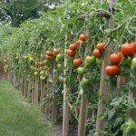 The Magic of Fig Sap: Collection, Uses, and Storage