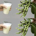 Bread in 20 Minutes – The Perfect Recipe for Those in a Hurry! 