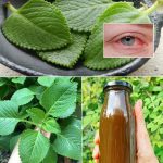 The Ultimate Guide to Planting Tomatoes: Expert Tips for Bountiful Harvests