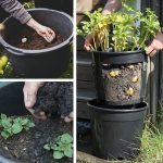 Put these 5 ingredients in the ground to grow stunning tomatoes quickly