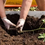 Coffee and Vaseline Face Mask: A Natural Remedy for Hydrated, Glowing Skin