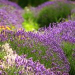 Yes, Vinegar Allows You to Clean the Washing Machine Thoroughly: Here’s How to Use It