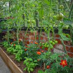 Eco-Friendly Strategies to Protect Your Garden from Japanese Beetles