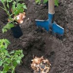 A Simple Guide to Enriching Your Garden Soil