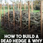 Tomatoes Blooming Without Fruit? Here’s the Causes and Solution You’ve Been Missing