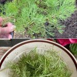 Top Companion Planting Pairs For a Thriving Garden