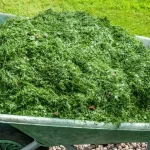 Growing Herbs in Water: A Simple and Space-Saving Method for Fresh Greens