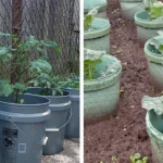 20 Low-Budget Vegetable Garden Hacks for Fresh Produce at Home