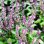 Ginger Water: The Ultimate Fat-Burning Drink for a Slimmer Waist, Arms, Back & Thighs!