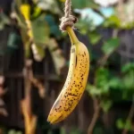 Cheesy Smoked Sausages: A Comforting Delight