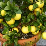 The Two Dollar Store Ingredients That Will Make Your Carpet Look New Again