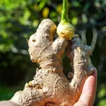 Unearthing the Treasure: Why Dandelion Roots are the Most Important Part of the Plant