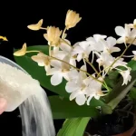 The Perfect Watering Schedule For Your Favorite Houseplants