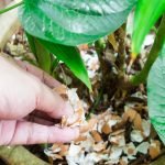 The Magic of Lemon Juice and Activated Charcoal: Natural DIY Solutions for Skin and Teeth