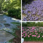 Homemade No-Bake Twix Cheesecake: A Sweet, Decadent Delight 🍰🍫