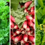 Ginger Water: The Ultimate Fat-Burning Drink for a Slimmer Waist, Arms, Back & Thighs!