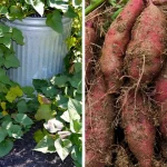 Herbs That Repel Bugs and How to Use Them