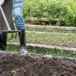 How to Use Onion to Get Rid of Pests: Mice, Flies, Lice, Cockroaches, Lizards, Mosquitoes, and Kitchen Pests