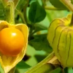 Revitalize Your Garden Soil with This Powerful Charcoal Enrichment Method