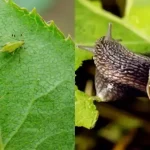 How to Use Garlic to Get Rid of Pests: Mice, Flies, Lice, Cockroaches, Lizards, Mosquitoes, and Kitchen Cockroaches