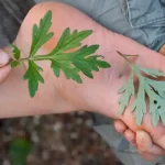 10 Perennial Vegetables You Plant Once and Enjoy Forever